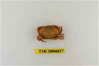 藏品(光手滑面蟹)的圖片